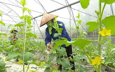 Thị trường lao động “khát” nhân lực: Cơ hội nào cho thanh niên nông thôn, khu công nghiệp và vùng đồng bào dân tộc?