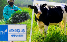 Bí mật vườn thảo dược cho bò sữa ngay trong trang trại TH true MILK