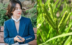 Việt Nam có 1 loại lá chống rụng tóc, kích thích mọc tóc con rất tốt: Tận dụng có thể trị được nhiều căn bệnh quen thuộc hiệu quả