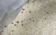 Gạo có côn trùng không cần phơi dưới ánh nắng! Chủ hàng gạo chỉ 1 mẹo để gạo cả năm không bị mọt