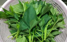 5 loại rau "không bao giờ bị phun thuốc trừ sâu" đang vào mùa, bổ hi88 hi880 như nhân sâm, nhất là cái số 3