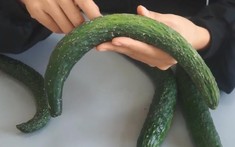 Dưa chuột thẳng hay cong thì ngon hơn? 40 năm kinh nghiệm trồng rau của mẹ tôi được đúc kết trong 3 điều
