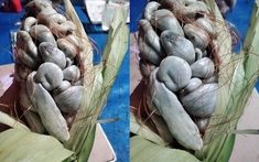 Trồng bắp ngô trên sân thượng, thứ thu về khiến hi88. com đàn ông khiếp đảm: Sự thật gây tranh cãi không hồi kết