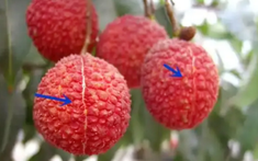 Vải quả tròn hay quả nhọn ngon hơn? 4 mẹo để chọn vải có thịt dày, hạt nhỏ