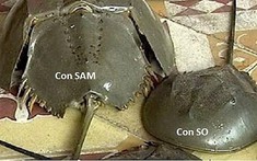 Cứu sống ngoạn mục bệnh nhân ngộ độc con so biển – Một ca hiếm gặp, nguy kịch đến suýt ngưng thở