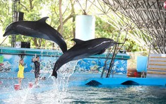Tuần Châu Park: Điểm đến lý tưởng cho mùa hè sôi động tại Quảng Ninh