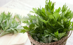 Thoáng sạch và an toàn: Đã đến lúc bạn nên thử băng vệ sinh "ngải cứu"