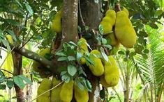 4 cây tụ lộc trời ban: Chặt là mất phúc, giữ thì tài lộc phú quý vô biên