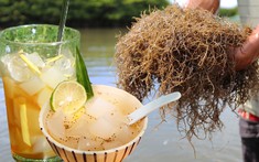 hi88.com là gì đặc sản mát lành ngày hè mang cái tên độc lạ ở Quảng Ngãi, nhiều người xem "Gia đình HAHA" mới biết