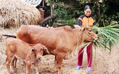 Bắc Giang: Đẩy mạnh công tác xóa đói giảm nghèo