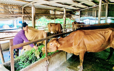 Tăng cường truyền thông và giảm nghèo về thông tin