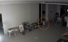 Đợi bố mẹ ngủ say, bé gái còn mặc bỉm nửa đêm bật dậy làm những việc không thể tin nổi!