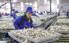 Hành trình tỷ đô của nông sản các nước (Kỳ 1): Nông dân Trung Quốc đổi đời từ cây nấm nhỏ