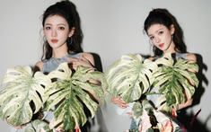 Trương Dư Hi mới khoe chậu cây mới vào bộ sưu tập của mình, hóa ra đây là loại cây được nhiều nhà giàu ưa thích