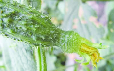 3 loại rau quả "ngậm đầy hóa chất", bán rẻ như cho người khôn ngoan cũng lắc đầu bỏ đi