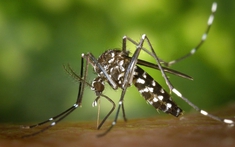 Bộ Y tế thông tin về bệnh gây đau, viêm khớp do lây từ muỗi Aedes
