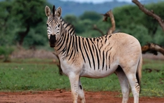 Con quagga cuối cùng trên thế giới qua đời, khép lại số phận của một loài ngựa vằn đặc biệt!