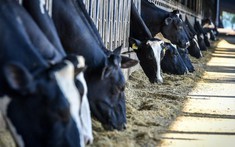 TH true MILK và khát vọng tự chủ nguồn sữa tươi nguyên liệu cho Việt Nam