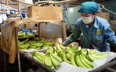 Loại quả "trăm triệu USD" của Việt Nam lọt Top 10 thế giới: Riêng Trung Quốc chốt đơn 1,69 triệu tấn