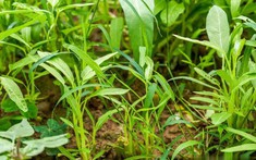 7 loại rau “khó bị sâu bệnh”, cực dễ trồng dễ chăm, ai sợ thuốc trừ sâu thì có thể tự trồng tại nhà