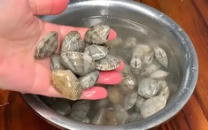 Dùng dầu ăn và muối để ngâm ngao là sai lầm: Một ngư dân chỉ mẹo giúp ngao nhả cát ra nhanh chóng và sạch sẽ