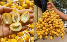 Chợ truc tiep bong da hom nay quả tháng 8: Chà là bất ngờ “soán ngôi” xoài, nho để thành mặt hàng hot nhất
