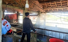 Gia Lai: Dịch tả lợn châu Phi dần được kiểm soát, sức mua thịt lợn tăng trở lại