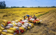Xuất khẩu gạo Việt Nam trước động thái từ Philippines: Ổn định và chủ động ứng phó