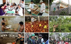 Những vấn đề đặt ra trong phát triển kinh tế nông nghiệp tại Kiên Giang