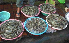 Chủ tiệm hải sản nói thẳng: “Chỉ người không biết mới mua 4 lich truc tiep bong da ngoai hang anh tôm này, cực hại sức khỏe, nhớ tránh xa"