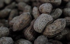 Ăn 4 hạt lạc mỗi ngày có thể ngừa đột quỵ?
