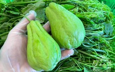 k+ truc tiep bong da phải dưa chuột, tháng 9 nên ăn nhiều 7 loại "rau củ vàng" này để bù nước cho cơ thể: Ngon, bổ dưỡng lại k+ truc tiep bong da tốn kém