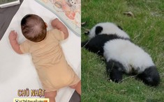 Trộm vía em bé Panda "siêu ngấn" đã biết lật nhanh thoăn thắt; mẹ truc tiep bong da hom nay chia sẻ combo siêu mát, khỏi lo mồ hôi trộm cho quý tử