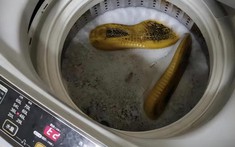 3 thói quen dùng máy giặt "đầu độc" lich bong da truc tiep khỏe, nhiều gia đình vẫn làm hàng ngày