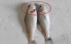 Tôi vừa mới phát hiện ra: 4 loại cá này chứa kim loại nặng và ký sinh trùng, vì sức khỏe lich truc tiep bong da ngoai hang anh bạn và gia đình nên ăn ít lại!