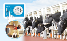 Bạn có biết: Con chip điện tử - “mắt thần” tạo cho mỗi lich bong da truc tiep bò sữa TH true MILK một hồ sơ sức khỏe riêng