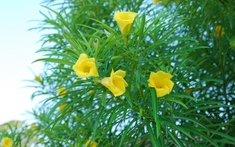 3 loại cây dù thích tới đâu cũng không nên trồng trong vườn nhà vào năm 2026