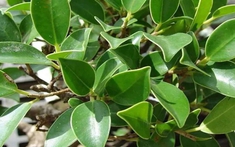 5 loại cây không nên trồng trong vườn nhà vào đầu năm mới