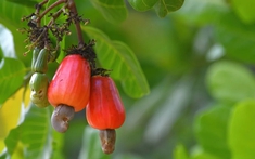 Cuba "mở kho" 2.000ha đất cho DN Việt, hé lộ mục tiêu với mặt hàng mà Việt Nam đang thống lĩnh thế giới