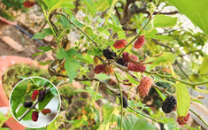 Loại cây quen thuộc, người xưa kiêng kỵ trồng vào Tết và đầu năm