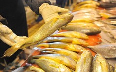 Người sành ăn khi mua cá thường chỉ chọn 5 loại cá biển này: Không thể nuôi nhân tạo, hoàn toàn là cá đánh bắt tự nhiên, "vựa dinh dưỡng" ẩn giấu của biển cả