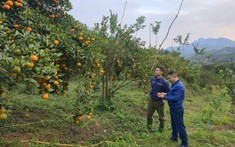 Chuyện trai đồng rừng tiên phong trồng giống cam, quýt “lạ”