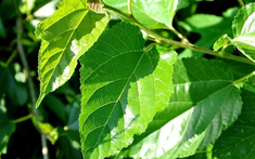 Loại lá "chuyên nuôi sâu" của Việt Nam hóa ra lại là dược liệu vừa hỗ trợ kiểm soát đường huyết, làm sáng da, lại giúp tóc đen khỏe