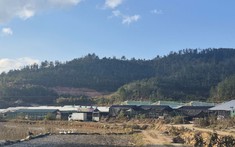 Người thủ đô lên rẻo cao Púng Luông trồng nấm