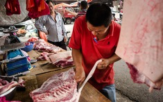 Không chỉ lây từ dơi, virus Nipah có thể truyền qua cả lợn và thịt lợn: Cảnh báo nguy cơ từ nguồn thực phẩm kém an toàn