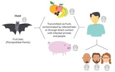 TP. Hồ Chí Minh tăng cường phòng, chống nguy cơ xâm nhập vius Nipah: Chủ động, quyết liệt và không chủ quan