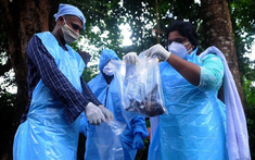 Chuyên gia cảnh báo: Virus Nipah cùng họ virus RNA với COVID-19, có thể lây truyền qua đường hô hấp