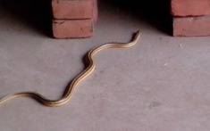 5 cây gọi rắn vào nhà