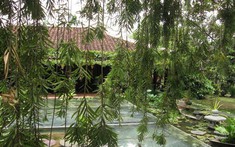 3 loại cây bị cho là mang "vận xui", năm 2026 nên tránh trồng trong sân nhà