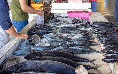 Bảo quản hải sản sai cách dễ gây ngộ độc: FDA cảnh báo 3 loại cá nguy hiểm nhất